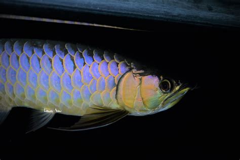 龍魚浮背|藍底過背金龍的挑選、辨別及飼養 